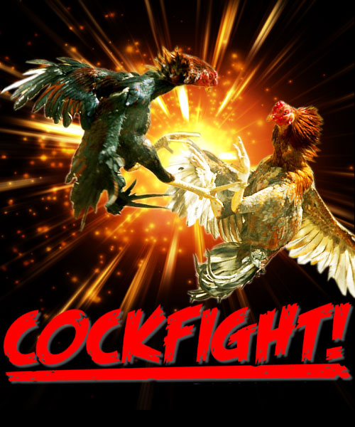 cockfight"